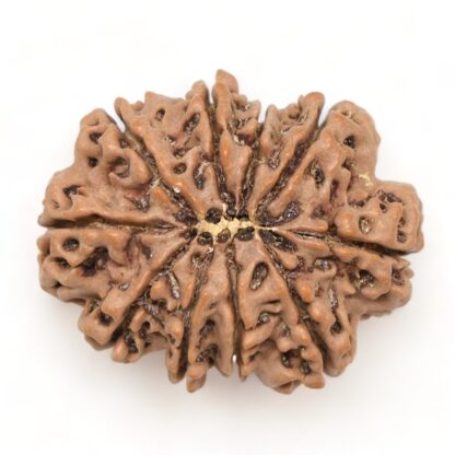 10-Mukhi-Rudraksha-Nepal-Collector-23-Back