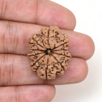 10-Mukhi-Rudraksha-Nepal-Collector-23-Hand