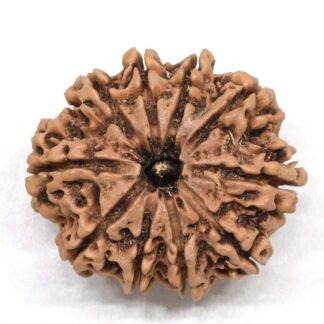 10-Mukhi-Rudraksha-Nepal-Collector-24