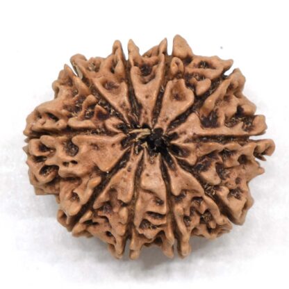 10-Mukhi-Rudraksha-Nepal-Collector-24-Back