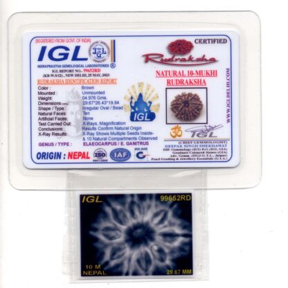 10-Mukhi-Rudraksha-Nepal-Collector-24-Certificte
