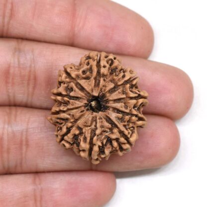 10-Mukhi-Rudraksha-Nepal-Collector-24-Hand