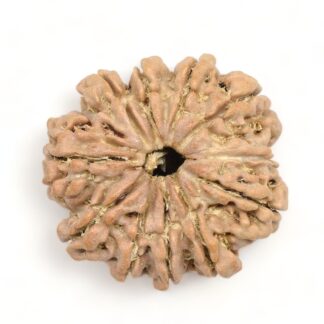 10-Mukhi-Rudraksha-Nepal-Premium-1