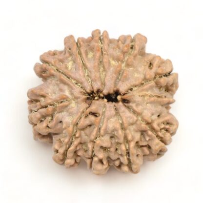 10-Mukhi-Rudraksha-Nepal-Premium-1-Back