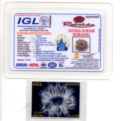 10-Mukhi-Rudraksha-Nepal-Premium-1-Certificate