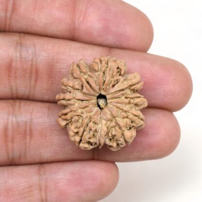 10-Mukhi-Rudraksha-Nepal-Premium-1-Hand