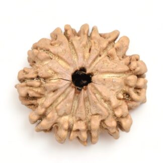 10-Mukhi-Rudraksha-Nepal-Premium-10