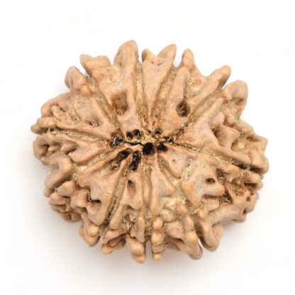 10-Mukhi-Rudraksha-Nepal-Premium-10-Back