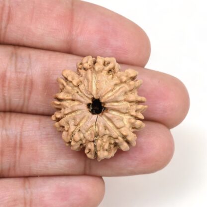 10-Mukhi-Rudraksha-Nepal-Premium-10-Hand