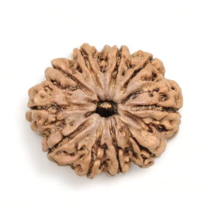 10-Mukhi-Rudraksha-Nepal-Premium-2