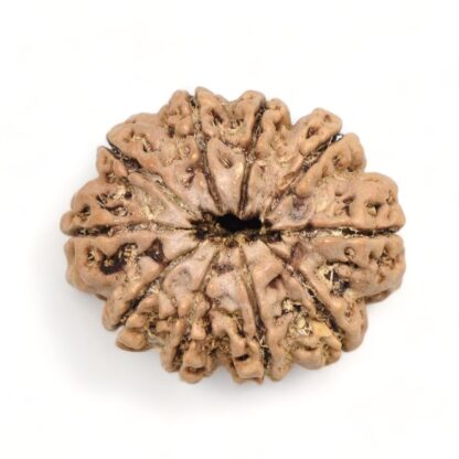 10-Mukhi-Rudraksha-Nepal-Premium-2-Back