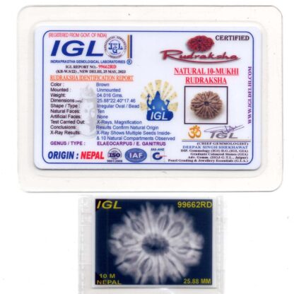 10-Mukhi-Rudraksha-Nepal-Premium-2-Certificate