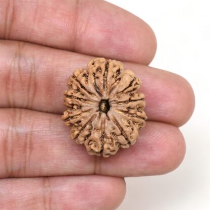 10-Mukhi-Rudraksha-Nepal-Premium-2-Hand