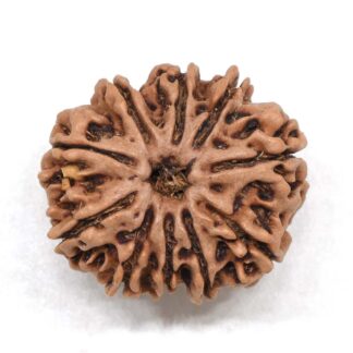 10-Mukhi-Rudraksha-Nepal-Premium-3