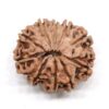 10-Mukhi-Rudraksha-Nepal-Premium-3-Back