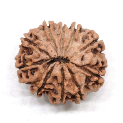 10-Mukhi-Rudraksha-Nepal-Premium-3-Back