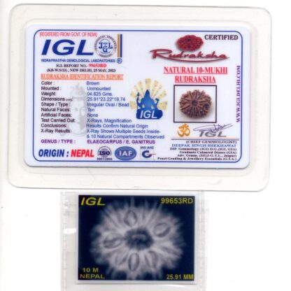 10-Mukhi-Rudraksha-Nepal-Premium-3-Certificate