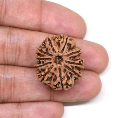 10-Mukhi-Rudraksha-Nepal-Premium-3-Hand