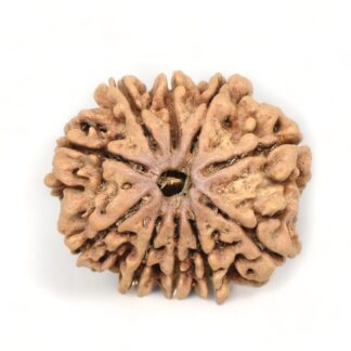 10-Mukhi-Rudraksha-Nepal-Premium-4