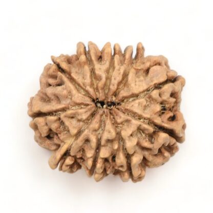 10-Mukhi-Rudraksha-Nepal-Premium-4-Back