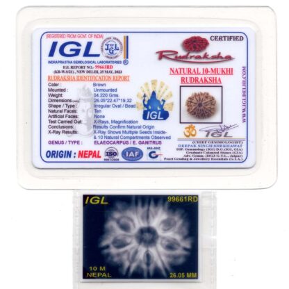 10-Mukhi-Rudraksha-Nepal-Premium-4-Certificate