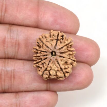 10-Mukhi-Rudraksha-Nepal-Premium-4-Hand