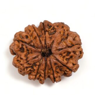 10-Mukhi-Rudraksha-Nepal-Premium-5