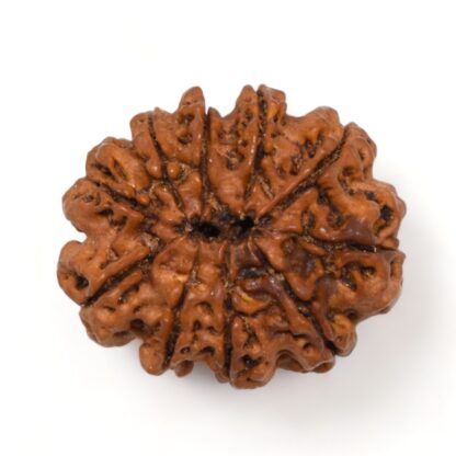 10-Mukhi-Rudraksha-Nepal-Premium-5-Back