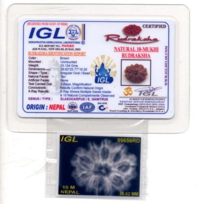 10-Mukhi-Rudraksha-Nepal-Premium-5-Certificate