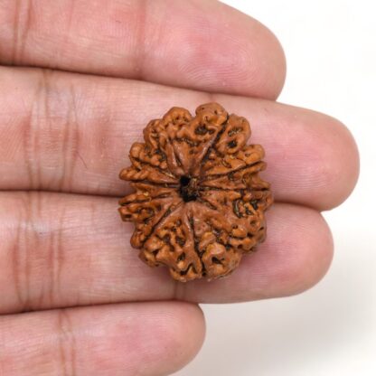 10-Mukhi-Rudraksha-Nepal-Premium-5-Hand