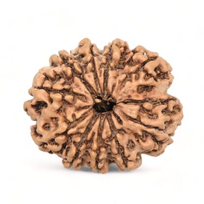 10-Mukhi-Rudraksha-Nepal-Premium-6