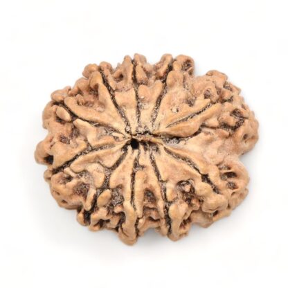 10-Mukhi-Rudraksha-Nepal-Premium-6-Back