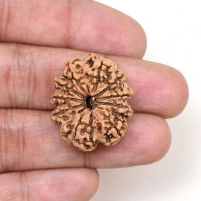 10-Mukhi-Rudraksha-Nepal-Premium-6-Hand