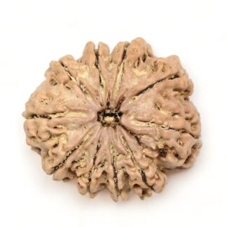 10-Mukhi-Rudraksha-Nepal-Premium-7