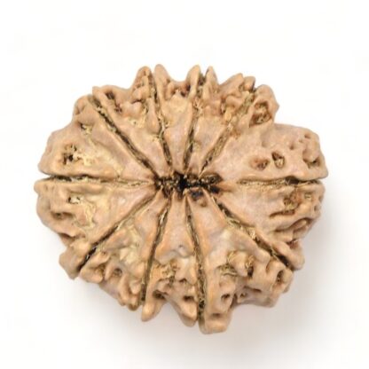 10-Mukhi-Rudraksha-Nepal-Premium-7-Back