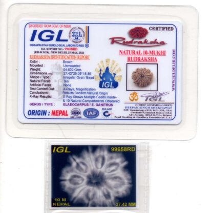 10-Mukhi-Rudraksha-Nepal-Premium-7-Certificate