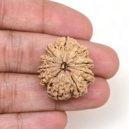 10-Mukhi-Rudraksha-Nepal-Premium-7-Hand