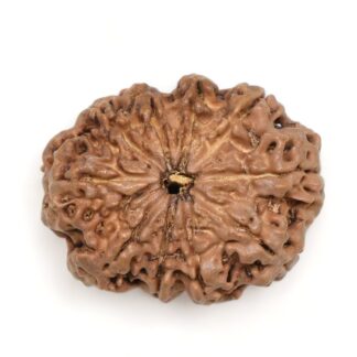 10-Mukhi-Rudraksha-Nepal-Premium-8