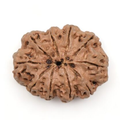 10-Mukhi-Rudraksha-Nepal-Premium-8-Back