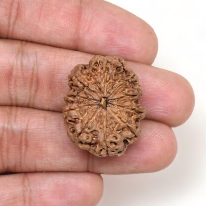 10-Mukhi-Rudraksha-Nepal-Premium-8-Hand