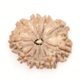 10-Mukhi-Rudraksha-Nepal-Premium-9