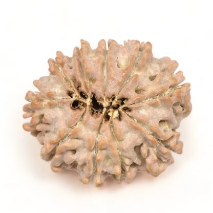 10-Mukhi-Rudraksha-Nepal-Premium-9-Back