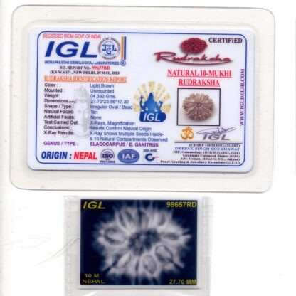 10-Mukhi-Rudraksha-Nepal-Premium-9-Certificate