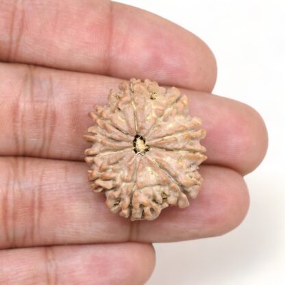 10-Mukhi-Rudraksha-Nepal-Premium-9-Hand