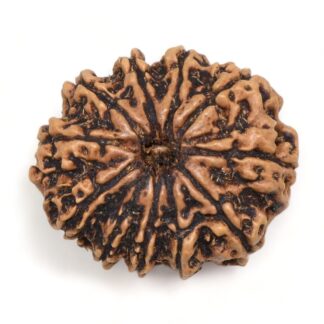 11-Mukhi-Rudraksha-Nepal-Collector-13