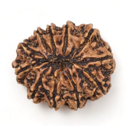 11-Mukhi-Rudraksha-Nepal-Collector-13-Back