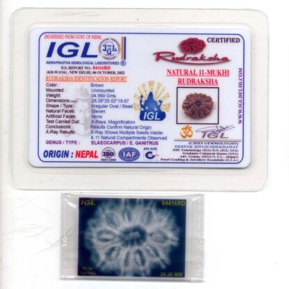 11-Mukhi-Rudraksha-Nepal-Collector-13-Certificate