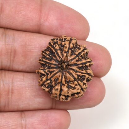 11-Mukhi-Rudraksha-Nepal-Collector-13-Hand