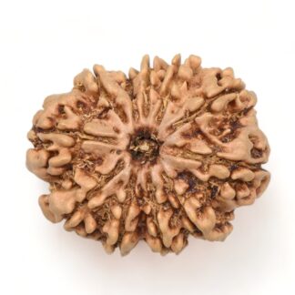 11-Mukhi-Rudraksha-Nepal-Collector-14