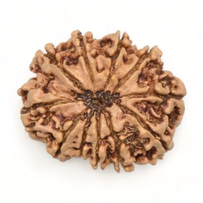 11-Mukhi-Rudraksha-Nepal-Collector-14-Back